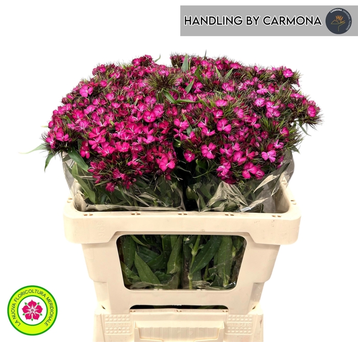 <h4>DI BARB AM NEON CHER</h4>