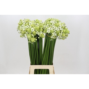 Ornithogalum Saundersiae