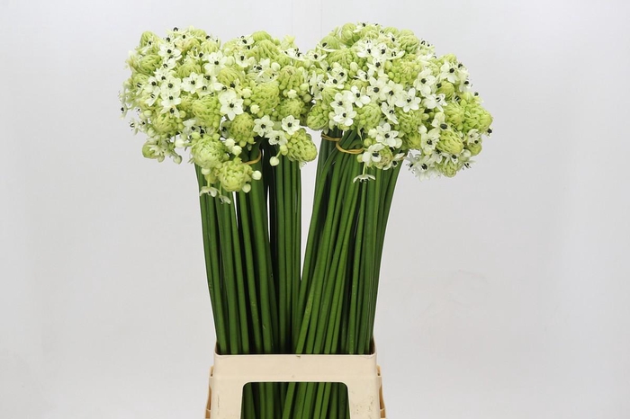 <h4>Ornithogalum Saundersiae</h4>