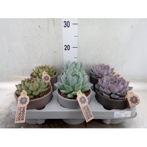 Echeveria   ...mix