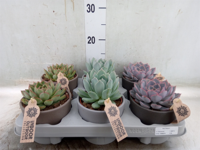 <h4>Echeveria   ...mix</h4>
