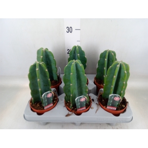 Cereus   ...