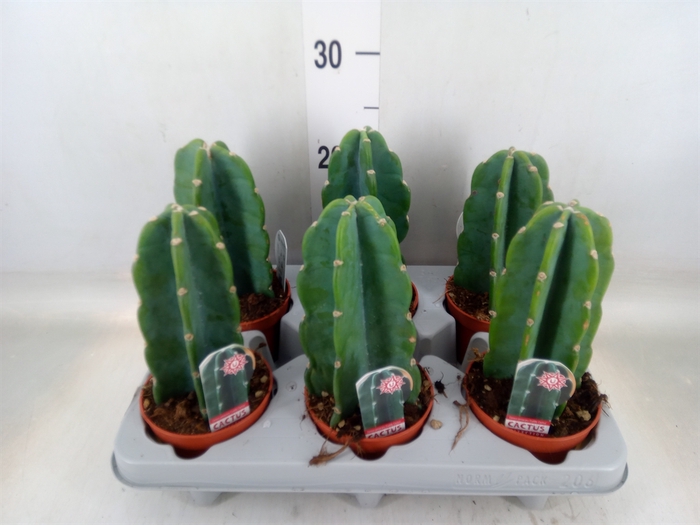 <h4>Cereus   ...</h4>