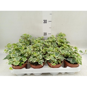 Hedera helix 'White Wonder'