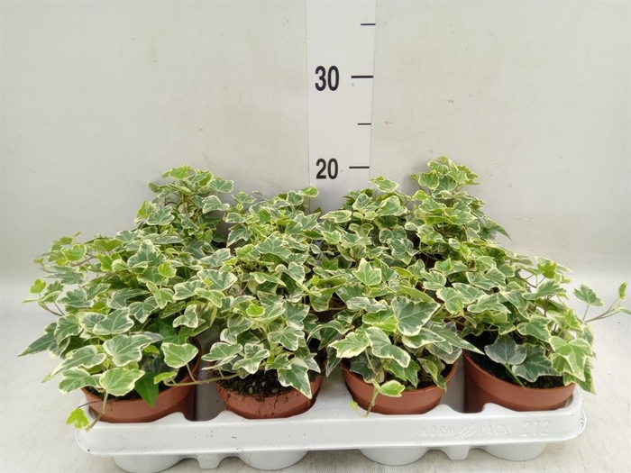 <h4>Hedera helix 'White Wonder'</h4>