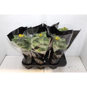 GIRASSOL MINI SUN BRIGHT P15