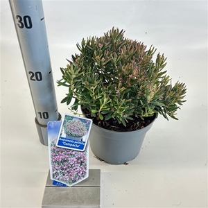 Andromeda polifolia 'Compacta'