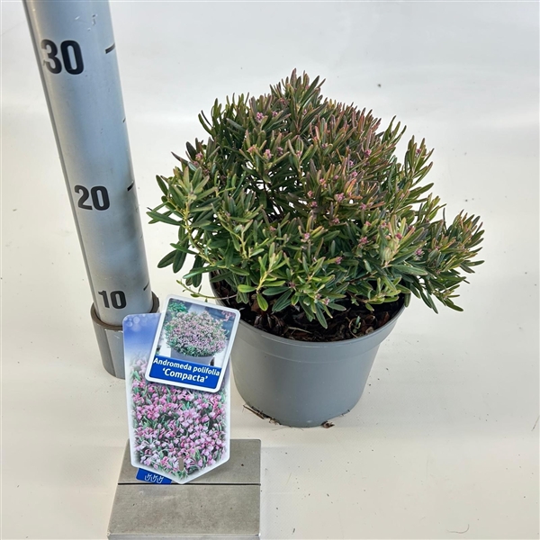 <h4>Andromeda polifolia 'Compacta'</h4>