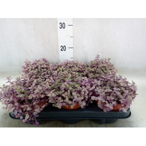 Callisia repens 'Rosato'