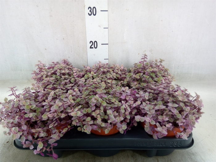 <h4>Callisia repens 'Rosato'</h4>