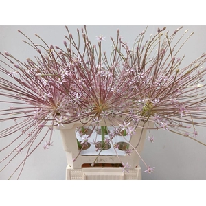 Allium schubertii