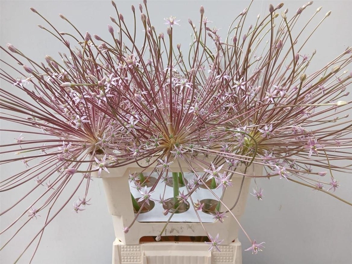 <h4>Allium Schubertii</h4>