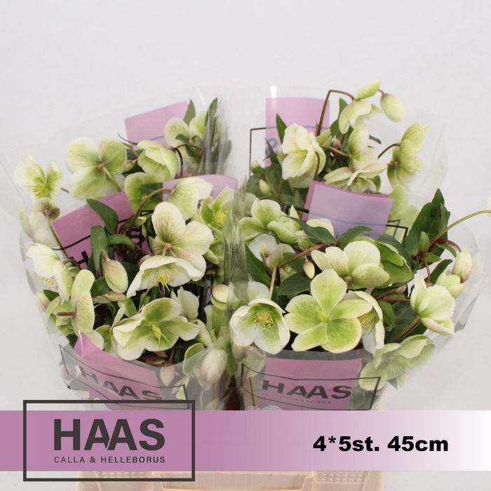 <h4>HELLEB MAGNIF BELLS 4 x 5st.</h4>