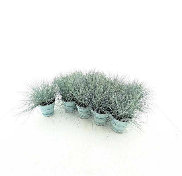 <h4>Festuca Compacta Blue</h4>