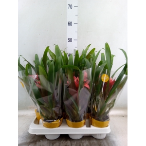 Guzmania  'Libby'