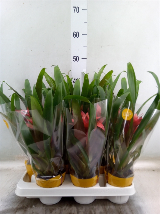 <h4>Guzmania  'Libby'</h4>