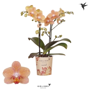 Kolibri Orchids Phalaenopsis Zimbabwe 2 spike