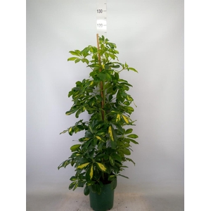 Schefflera arbor. 'Dalton'