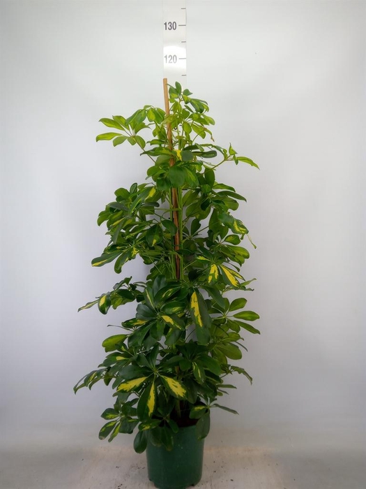 <h4>Schefflera arbor. 'Dalton'</h4>