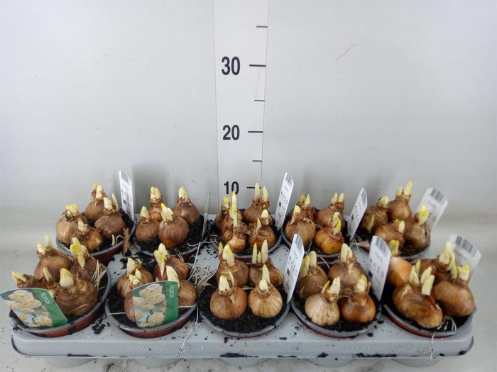 <h4>Narcissus DU 'Abba'</h4>