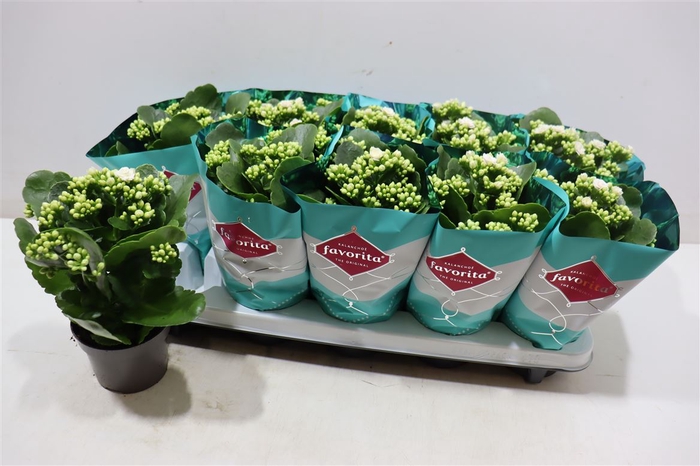 <h4>arr8 Kalanchoe Double Deluxe White</h4>