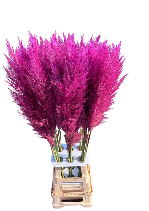 <h4>CORTA SELLOAN PURPLE</h4>