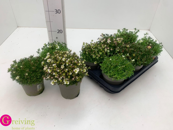 <h4>SAXIF AR MARTO ROSE</h4>