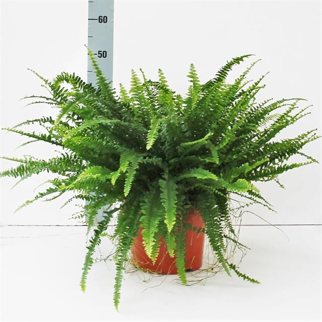 Nephrolepis exa. Green Lady 24Ø 55cm