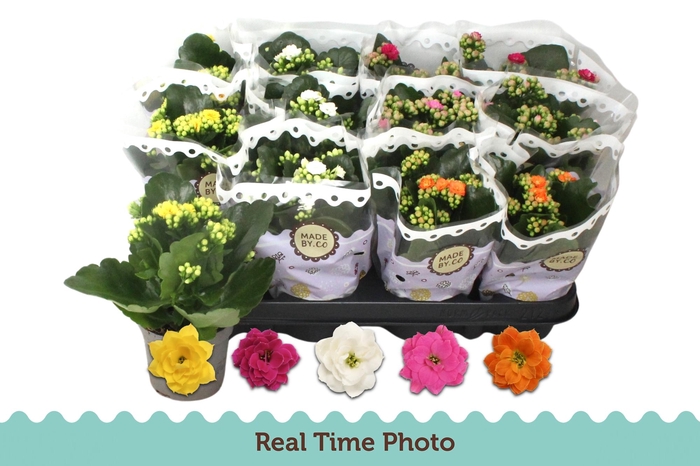 <h4>KAL GE GEM 5 KL</h4>