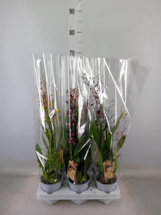 <h4>Oncidium   ...</h4>