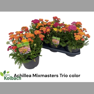 ACHI MILLEFOLIUM