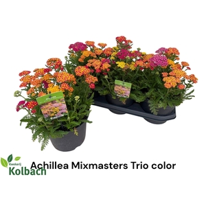 ACHI MILLEFOLIUM