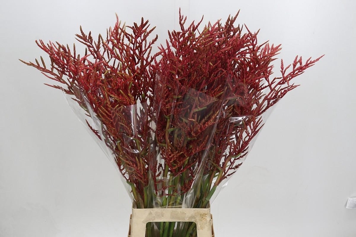 <h4>Bromelia Red Paloma</h4>