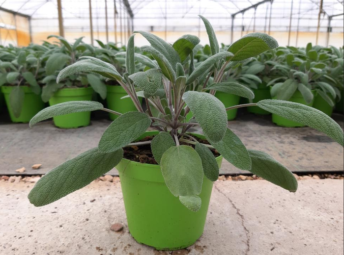 <h4>Salvia overig</h4>