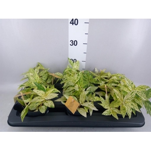 Pellionia repens 'Variegata'