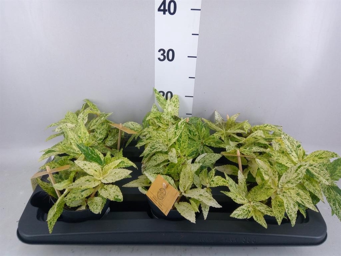 <h4>Pellionia repens 'Variegata'</h4>