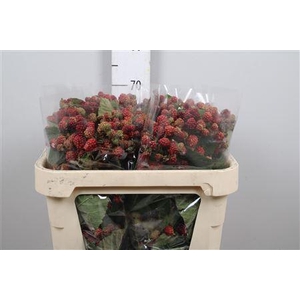 Rubus Fr Chester