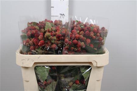 <h4>Rubus Fr Chester</h4>
