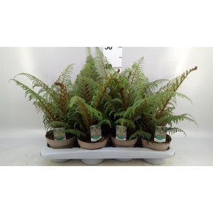 Cyathea tomentosissima