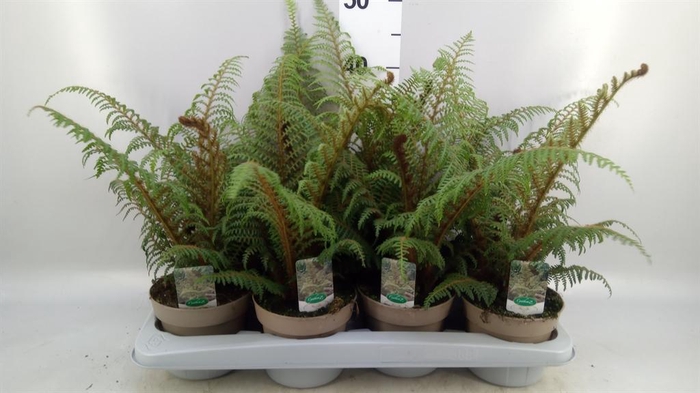 <h4>Cyathea tomentosissima</h4>