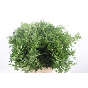 Pistache Spa 50cm Rimgreens Gr P Bunch
