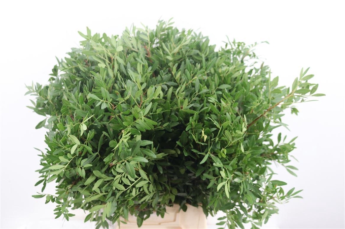 <h4>Pistache Spa 50cm Rimgreens Gr P Bunch</h4>