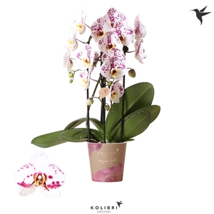Phalaenopsis Elegant Cascade