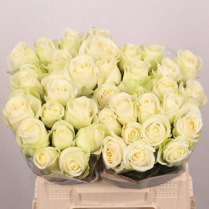 <h4>R GR SNOWSTORM+</h4>