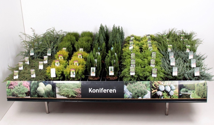 <h4>Coniferen en Heester</h4>