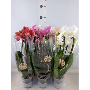 Phalaenopsis  'Elegant Cascade'