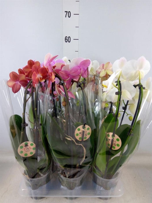 <h4>Phalaenopsis  'Elegant Cascade'</h4>