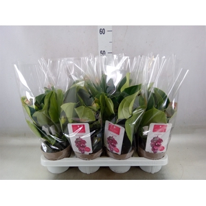 Medinilla  'Candy'