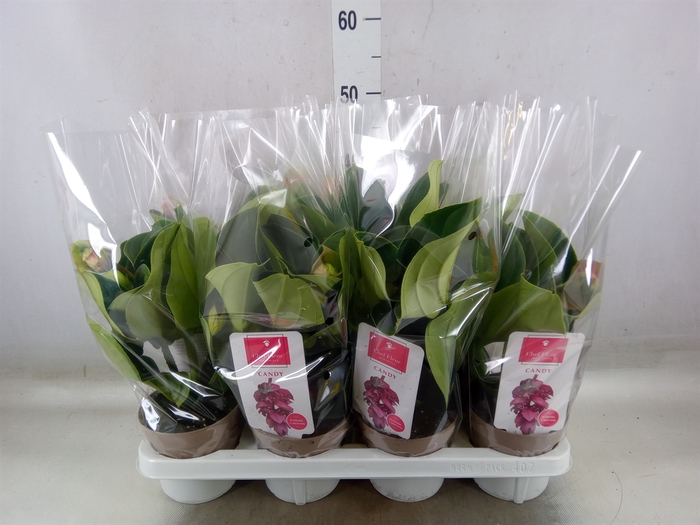 <h4>Medinilla  'Candy'</h4>