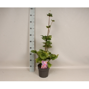 vaste planten 19 cm  Anemone Serenade 